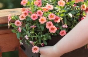 INSPO: The Handyman's Daughter - Deck Railing Planters - 10 Sec Promo INSPO: The Handyman's Daughter - Deck Railing Planters - 10 Sec Promo